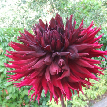 Cactus split flower dahlia tubers - order Cactus split flower dahlia tubers online