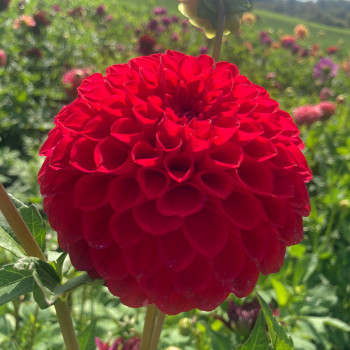 Ball and Pompon dahlia tubers - order Ball and Pompon dahlia tubers online