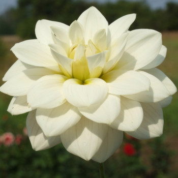 Niedrige Dekorative Dahlia Knollen - bestellen Sie Niedrige Dekorative Dahlia Knollen online