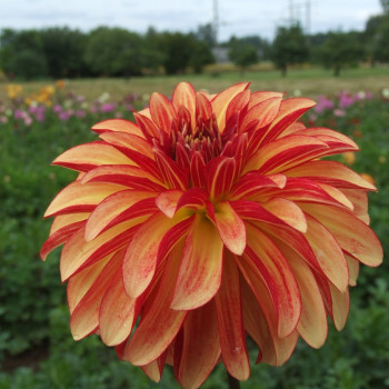 Žvaigždžių dahlijos gumbai - užsisakykite Žvaigždžių dahlia gumbų internetu