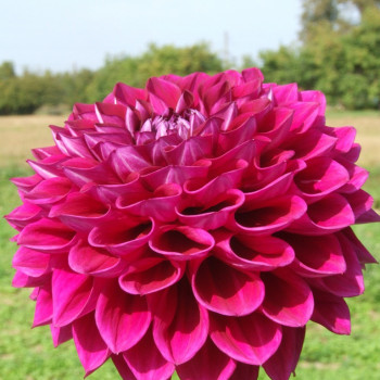 Decorative dahlia tubers - order decorative dahlia tubers online