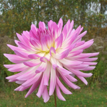 Cactus dahlia tubers - order cactus dahlia tubers online