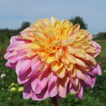 Anemone dahlijos gumbai - užsisakykite Anemone dahlia gumbų internetu