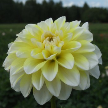 Seerosen Dahlia Knollen - bestellen Sie Seerosen Dahlia Knollen online