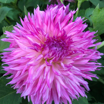 Cactus split flower dahlia tubers - order Cactus split flower dahlia tubers online