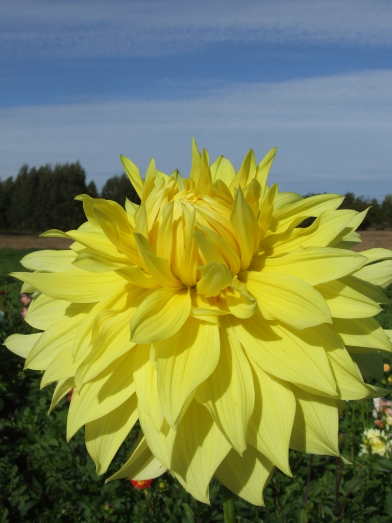 HARVEST MOONLIGHT Decorative dahlias dahlia tubers order dahlia
