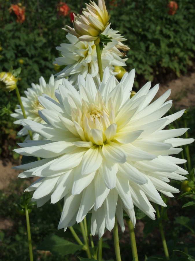 RUSKIN BRIDE Cactus dahlias dahlia tubers order dahlia tubers