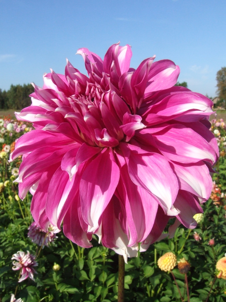 RADEGAST Decorative dahlias dahlia tubers order dahlia tubers