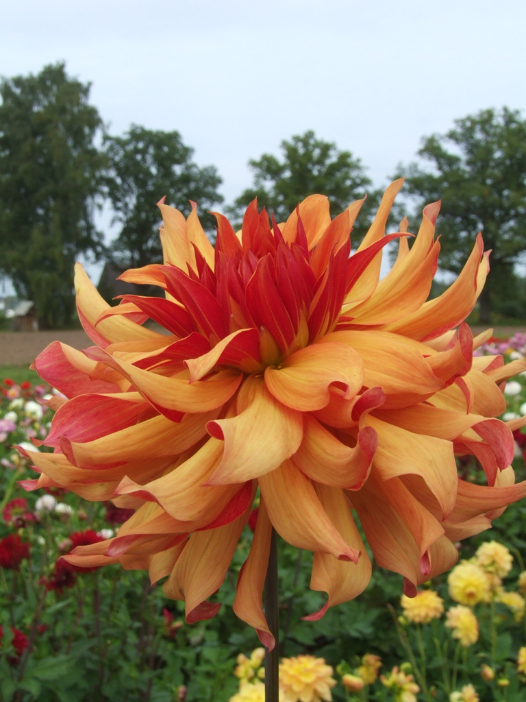 ERPELER LEY Cactus Dahlias Dahlia Tubers Order Dahlia Tubers ERPELER LEY Cactus Dahlias Dahlia Tubers Order Dahlia Tubers