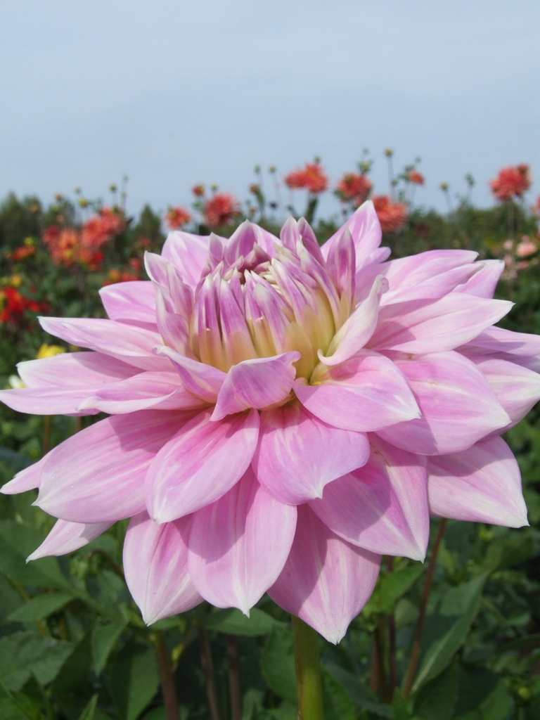 FERNCLIFF INSPIRATION | Dekorative Dahlien | Dahlienknollen