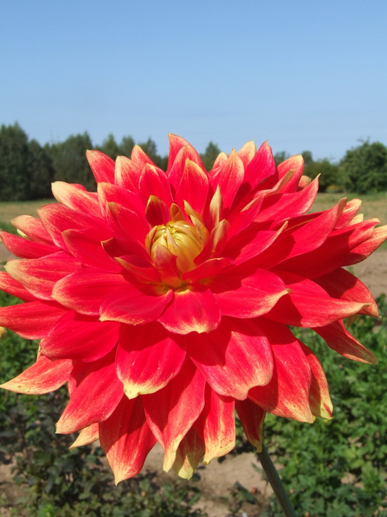 LIESMA Waterlily dahlias dahlia tubers order dahlia tubers online delivery by courier