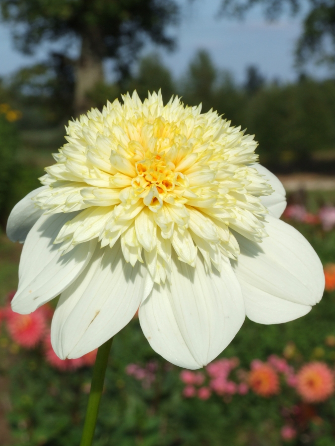 PLATINUM BLONDE Anemone dahlias dahlia gumbai užsisakykite dahlia gumbus in...