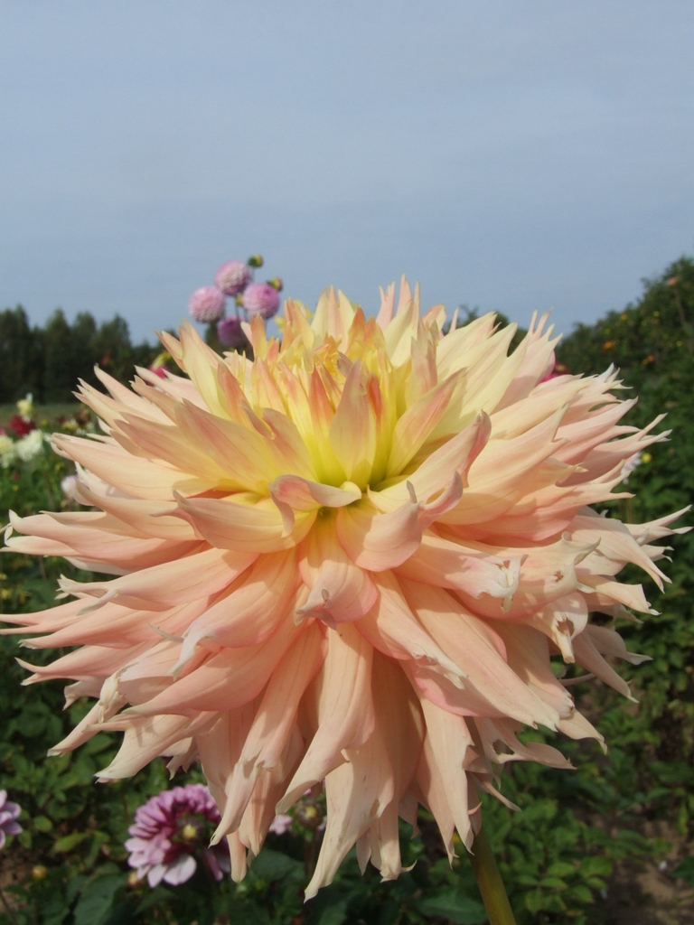 HAPET CHAMPAGNE | Cactus split flower dahlias | dahlia tubers | order