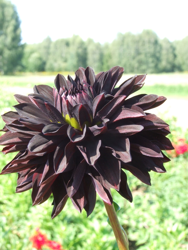 Czarny Charakter Cactus dahlias dahlia tubers order dahlia tubers