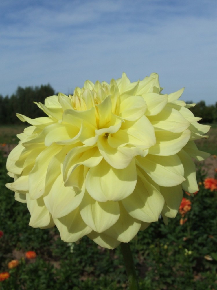 APEELING Decorative dahlias dahlia tubers order dahlia tubers