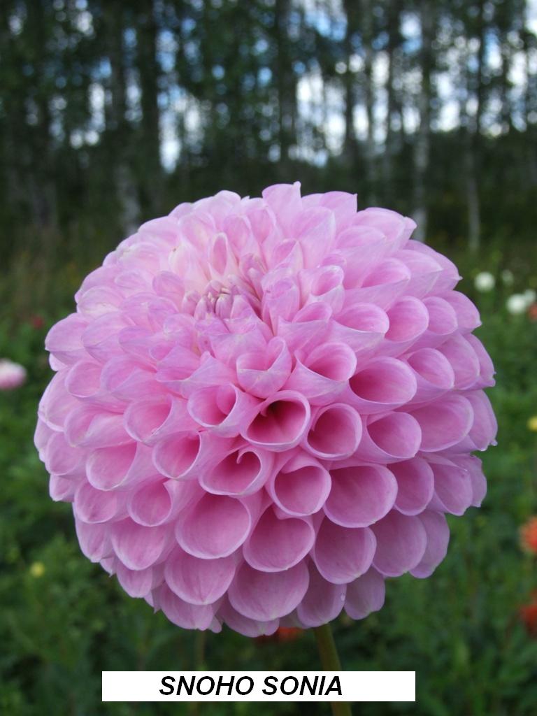 SNOHO SONIA Ball and Pompon dahlias dahlia tubers order dahlia tubers onlin...