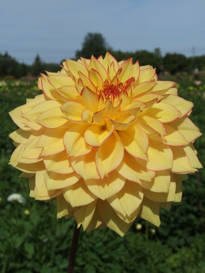 MALA HANA Decorative dahlias dahlia tubers order dahlia tubers