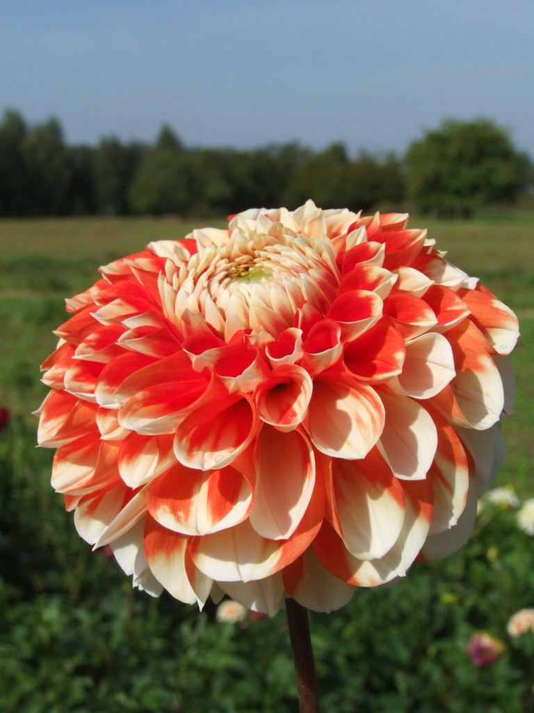 LUAN Dekorative Dahlien Dahlienknollen Dahlienknollen online