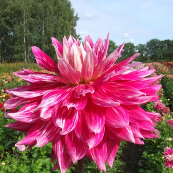 Cactus Dahlias Dahlia Tubers Order Dahlia Tubers Online Delivery By Courier