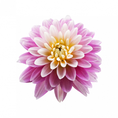 More than 100 dahlia varieties in the collection