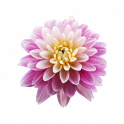 More than 100 dahlia varieties in the collection